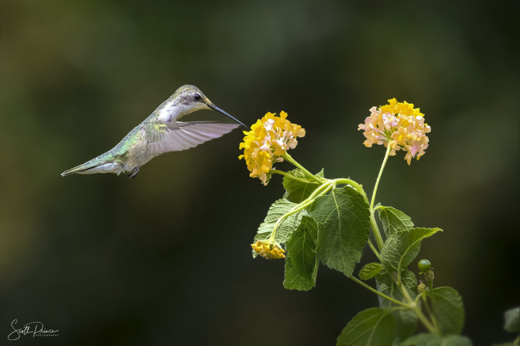 learn backyard bird photography